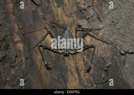 Tailless Peitsche Scorpions, Amblypygi sp, Phrynichidae, Neyyar Wildlife Sanctuary, Kerala. Indien Stockfoto