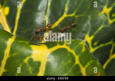 Harvester Ameisen Neyyar Wildlife Sanctuary, Kerala. Ameise Stockfoto