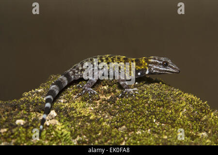 Zwerg Gecko, männliche Cnemaspis sp, Gekkonidae, Thenmala, Kerala. Indien Stockfoto