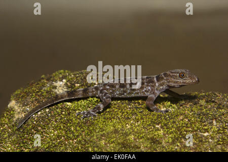 Zwerg Gecko, Cnemaspis sp, Gekkonidae, Thenmala, Kerala. Stockfoto