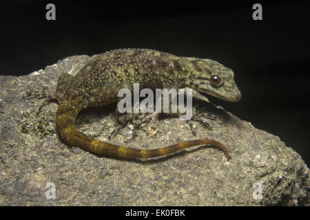 Zwerg Gecko, weibliche Cnemaspis sp, Gekkonidae, Iuka Wildschutzgebiet, Kerala. Indien Stockfoto