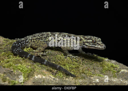 Zwerg Gecko, weibliche Cnemaspis sp, Gekkonidae, Iuka Wildschutzgebiet, Kerala. Indien Stockfoto