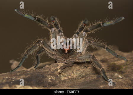 Tarantel, Haploclastus sp, tritt, Eravikulam Nationalpark, Kerala. Indien Stockfoto