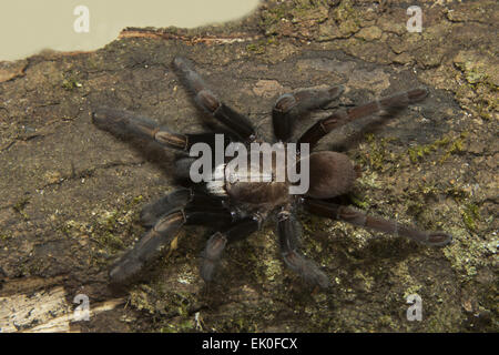 Parambikulam große grabende Spinne, Thrigmopoeus Kayi tritt, Parambikulam Tiger reserve, Kerala. Indien Stockfoto