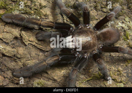 Parambikulam große grabende Spinne, Thrigmopoeus Kayi tritt, Parambikulam Tiger reserve, Kerala. Indien Stockfoto