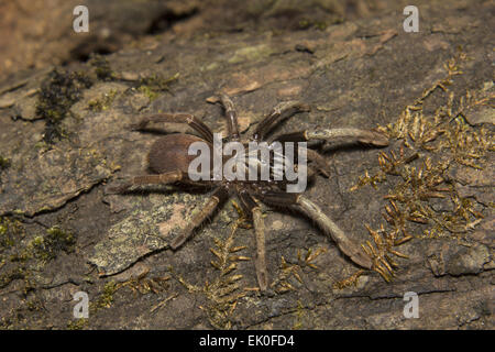 Parambikulam große grabende Spinne, Thrigmopoeus Kayi tritt, Parambikulam Tiger reserve, Kerala. Indien Stockfoto