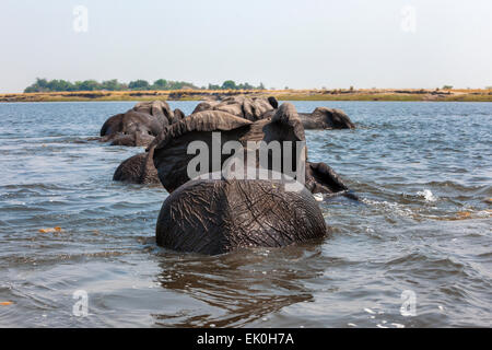 Afrikanische Elefanten (Loxodonta Africana) über Chobe Nationalpark, Botswana Chobe Fluss schwimmen Stockfoto