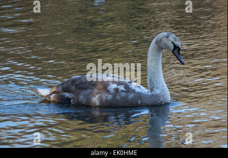 Swan und Cygnets Tehidy Woods, Cornwall, England Stockfoto