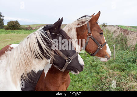 Close-up auf schwarze und braune Pferd in einem Feld Stockfoto