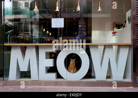 Eine Katze starrt aus dem Fenster von Meow Salon, ein Cat Cafe auf der Lower East Side von Manhattan, New York, NY Stockfoto