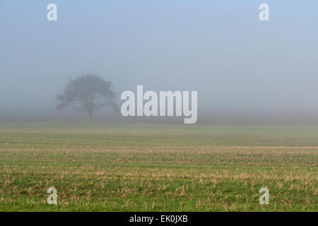 Einsamer Baum im Feld an einem nebeligen Tag Stockfoto