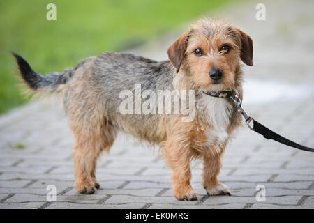 Wire-Haired Terrier Hund führen. Stockfoto