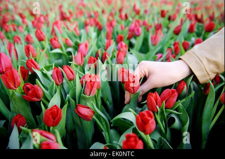 Zarte Frauenhand Abholung eine rote Tulpe aus ein Tulpenfeld in einem Gewächshaus Stockfoto