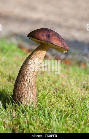 CEP (Boletus Edulis), Isle of Arran, Scotland, UK Stockfoto