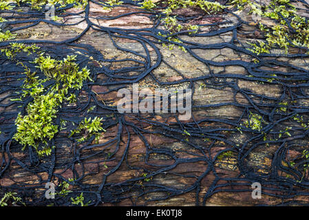 Ein Netz von dunklen Strähnen von Pilzen Rhizomorphs Honig Pilz Armillaria Mellea fordert eine alte verfaulte Baumstamm. Stockfoto