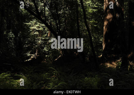 Gefleckten Schatten Blick braunen Stamm Coast Redwood und kleineren Kofferraum Silhouetten über Wald Boden Farne, Muir Woods, San Francisco Stockfoto