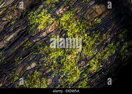 Ein Netz von dunklen Strähnen von Pilzen Rhizomorphs Honig Pilz Armillaria Mellea fordert eine alte verfaulte Baumstamm. Stockfoto