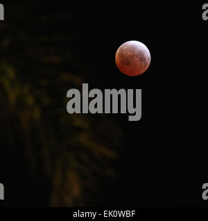 Santa Barbara, Kalifornien USA 4. April 2015 kürzeste totale Mondfinsternis des Jahrhunderts. Es ist auch ein "Blutmond" genannt. Bildnachweis: Werner Fotos/Alamy Live-Nachrichten Stockfoto