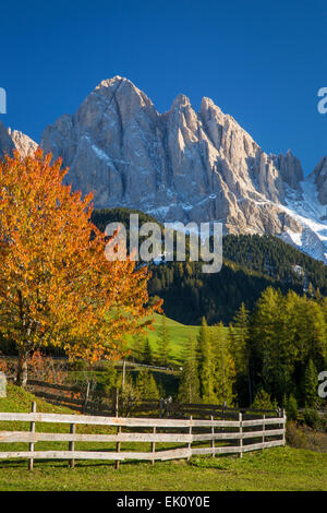 Herbstliche Ansicht unterhalb der Geisler Spitzen, Dolomiten, Val di Funes, Trentino-Alto-Adige, Italien Stockfoto