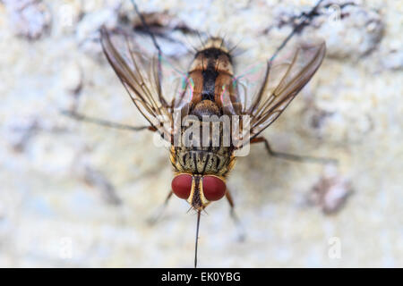 Blow Fly, Aas Fliege, Schmeißfliegen, cyaneopubescens oder Cluster fliegen hautnah Stockfoto