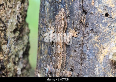 Haus kleine Eidechse auf dem Baum hautnah Stockfoto