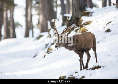 Rothirsch (Cervus Elephas). Ein erwachsener Mann fotografiert in einem schottischen Kiefernwald im Winter. Stockfoto