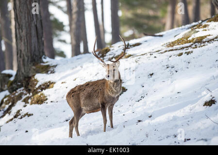 Rothirsch (Cervus Elephas). Ein erwachsener Mann fotografiert in einem schottischen Kiefernwald im Winter. Stockfoto