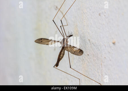 Insekt Daddy Longlegs hautnah im Wald Stockfoto