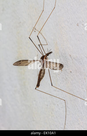 Insekt Daddy Longlegs hautnah im Wald Stockfoto