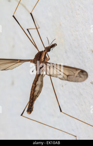 Insekt Daddy Longlegs hautnah im Wald Stockfoto