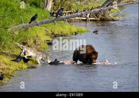 Ein Wolf und Grizzly Bären ernähren sich von der Kadaver eines Toten Bison im Lamar River, in das Lamar Valley des Yellowstone National Park Stockfoto