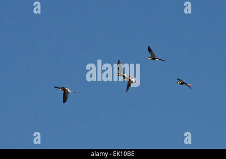 Schwarzhals-Stelzen fliegen im Yellowstone-Nationalpark im US-Bundesstaat Wyoming. Stockfoto