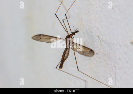 Insekt Daddy Longlegs hautnah im Wald Stockfoto