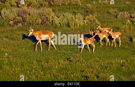 Gabelbock Familie - eine Mutter und fünf jungen folgt ihr - im Yellowstone-Nationalpark im US-Bundesstaat Wyoming. Stockfoto