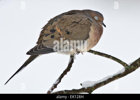 Mourning Dove - Zenaida Macroura, Stockfoto