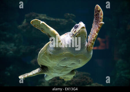 Stralsund, Deutschland. 5. März 2015. Eine unechte Karettschildkröte (lateinischer Name: Caretta Caretta) macht seinen Weg durch den Wassertank vor jährliche Gesundheitsuntersuchung im Meeresmuseum (Seefahrtsmuseum) in Stralsund, Deutschland, 5. März 2015. Die Prüfung umfasst Betreuung Laborproben sowie umfangreiche Schildkröte Schale. Diese Schildkröte ist einer der fünf Riesenschildkröten in Stralsund statt. Foto: Jens Büttner/Dpa/Alamy Live News Stockfoto