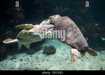 Stralsund, Deutschland. 5. März 2015. Eine männliche Karettschildkröte namens "Morla" macht seinen Weg durch den Wassertank vor jährliche Gesundheitsuntersuchung im Meeresmuseum (Seefahrtsmuseum) in Stralsund, Deutschland, 5. März 2015. Die Prüfung umfasst Betreuung Laborproben sowie umfangreiche Schildkröte Schale. Diese Schildkröte ist einer der fünf Riesenschildkröten in Stralsund statt. Foto: Jens Büttner/Dpa/Alamy Live News Stockfoto