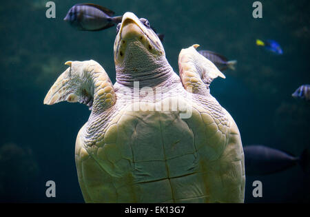 Stralsund, Deutschland. 5. März 2015. Eine unechte Karettschildkröte (lateinischer Name: Caretta Caretta) macht seinen Weg durch den Wassertank vor jährliche Gesundheitsuntersuchung im Meeresmuseum (Seefahrtsmuseum) in Stralsund, Deutschland, 5. März 2015. Die Prüfung umfasst Betreuung Laborproben sowie umfangreiche Schildkröte Schale. Diese Schildkröte ist einer der fünf Riesenschildkröten in Stralsund statt. Foto: Jens Büttner/Dpa/Alamy Live News Stockfoto