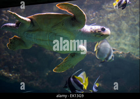 Stralsund, Deutschland. 5. März 2015. Eine unechte Karettschildkröte (lateinischer Name: Caretta Caretta) macht seinen Weg durch den Wassertank vor jährliche Gesundheitsuntersuchung im Meeresmuseum (Seefahrtsmuseum) in Stralsund, Deutschland, 5. März 2015. Die Prüfung umfasst Betreuung Laborproben sowie umfangreiche Schildkröte Schale. Diese Schildkröte ist einer der fünf Riesenschildkröten in Stralsund statt. Foto: Jens Büttner/Dpa/Alamy Live News Stockfoto
