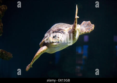 Stralsund, Deutschland. 5. März 2015. Eine unechte Karettschildkröte (lateinischer Name: Caretta Caretta) macht seinen Weg durch den Wassertank vor jährliche Gesundheitsuntersuchung im Meeresmuseum (Seefahrtsmuseum) in Stralsund, Deutschland, 5. März 2015. Die Prüfung umfasst Betreuung Laborproben sowie umfangreiche Schildkröte Schale. Diese Schildkröte ist einer der fünf Riesenschildkröten in Stralsund statt. Foto: Jens Büttner/Dpa/Alamy Live News Stockfoto