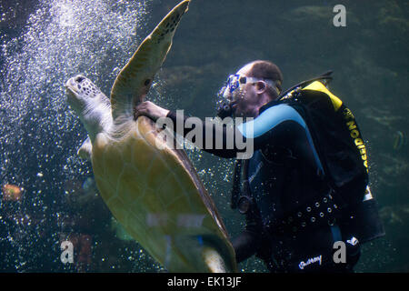 Stralsund, Deutschland. 5. März 2015. Ein Taucher ist eine 33 Jahre alte grüne Schildkröte fangen (lateinischer Name: Chelonia Mydas) in einem Wassertank für die jährliche Prüfung Gesundheitsprüfung im Meeresmuseum (Seefahrtsmuseum) in Stralsund, Deutschland, 5. März 2015. Die Prüfung umfasst Betreuung Laborproben sowie umfangreiche Schildkröte Schale. Diese Schildkröte ist einer der fünf Riesenschildkröten in Stralsund statt. Foto: Jens Büttner/Dpa/Alamy Live News Stockfoto