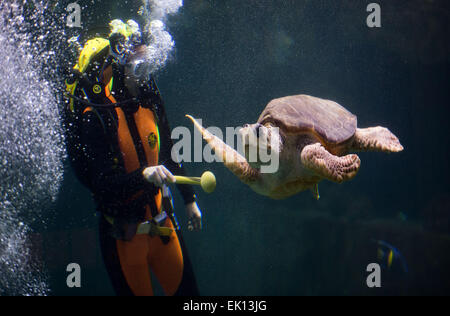 Stralsund, Deutschland. 5. März 2015. Ein Taucher ist eine weibliche Karettschildkröten an den Rand des Wassertanks für die jährliche Prüfung Gesundheitsprüfung im Meeresmuseum (Seefahrtsmuseum) in Stralsund, Deutschland, 5. März 2015 Hetze. Die Prüfung umfasst Betreuung Laborproben sowie umfangreiche Schildkröte Schale. Diese Schildkröte ist einer der fünf Riesenschildkröten in Stralsund statt. Foto: Jens Büttner/Dpa/Alamy Live News Stockfoto