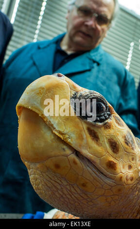Stralsund, Deutschland. 5. März 2015. Dieter Goebel Tierarzt untersucht eine weibliche Karettschildkröte (lateinischer Name: Caretta Caretta) geb. 1965 während der jährlichen Gesundheits-Check im Meeresmuseum (Seefahrtsmuseum) in Stralsund, Deutschland, 5. März 2015. Die Prüfung umfasst Betreuung Laborproben sowie umfangreiche Schildkröte Schale. Diese Schildkröte ist einer der fünf Riesenschildkröten in Stralsund statt. Foto: Jens Büttner/Dpa/Alamy Live News Stockfoto
