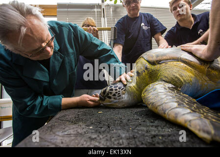 Stralsund, Deutschland. 5. März 2015. Dieter Goebel Tierarzt untersucht eine weibliche Karettschildkröte (lateinischer Name: Caretta Caretta) geb. 1965 während der jährlichen Gesundheits-Check im Meeresmuseum (Seefahrtsmuseum) in Stralsund, Deutschland, 5. März 2015. Die Prüfung umfasst Betreuung Laborproben sowie umfangreiche Schildkröte Schale. Diese Schildkröte ist einer der fünf Riesenschildkröten in Stralsund statt. Foto: Jens Büttner/Dpa/Alamy Live News Stockfoto