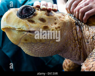 Stralsund, Deutschland. 5. März 2015. Dieter Goebel Tierarzt untersucht eine weibliche Karettschildkröte (lateinischer Name: Caretta Caretta) geb. 1965 während der jährlichen Prüfung Gesundheitscheck im Meeresmuseum (Seefahrtsmuseum) in Stralsund, Deutschland, 5. März 2015. Die Prüfung umfasst Betreuung Laborproben sowie umfangreiche Schildkröte Schale. Diese Schildkröte ist einer der fünf Riesenschildkröten in Stralsund statt. Foto: Jens Büttner/Dpa/Alamy Live News Stockfoto