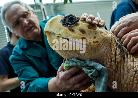 Stralsund, Deutschland. 5. März 2015. Dieter Goebel Tierarzt untersucht eine weibliche Karettschildkröte (lateinischer Name: Caretta Caretta) geb. 1965 während der jährlichen Gesundheits-Check im Meeresmuseum (Seefahrtsmuseum) in Stralsund, Deutschland, 5. März 2015. Die Prüfung umfasst Betreuung Laborproben sowie umfangreiche Schildkröte Schale. Diese Schildkröte ist einer der fünf Riesenschildkröten in Stralsund statt. Foto: Jens Büttner/Dpa/Alamy Live News Stockfoto