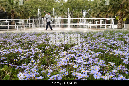 Blumenbeet blau Margaritas am Boardwalk, Hafen von Malaga, Brunnen im Hintergrund, Andalusien, Spanien. Stockfoto