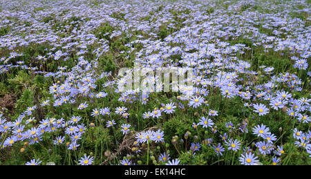 Feld von Felicia Amelloides, Blaues Gänseblümchen, blaue Margerite, Spanien. Stockfoto