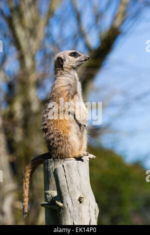 Meercat am Borth Animalarium, Borth, Ceredigion. Es ist ein Tier gefangen. Stockfoto