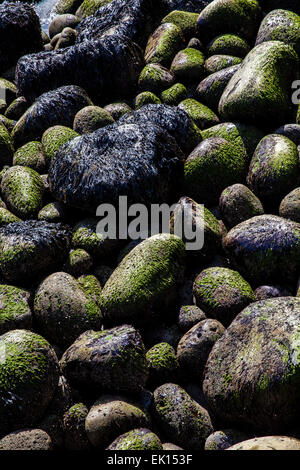 Lava-Gestein auf die Küste von Budir auf der Halbinsel Snaefellsnes Island bei Ebbe Stockfoto